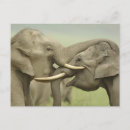 Buscar elefante asiático postales Fauna