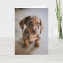 Buscar puppy tarjetas Animales domésticos