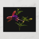 Buscar fucsia postales Morado