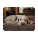Buscar weimaraner imanes Animal