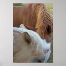 Buscar caballos marrones posters Naturaleza