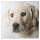 Buscar rubio azulejos Perro