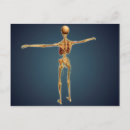 Buscar esqueleto humano postales Hueso