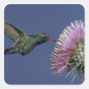 Buscar hobbs de rick Colibrí de pico ancho