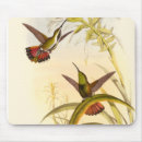 Buscar colibrí electronica Ave