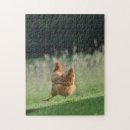 Buscar granja de pollo fotografía Para todos