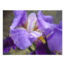 Buscar anatomía fotografía Flores