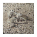 Buscar ardilla azulejos Lindo