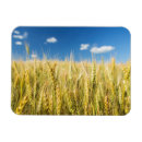 Buscar de trigo imanes 1 ᵉʳ explotación