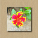 Buscar flor roja lienzos Naturaleza
