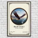 Buscar águila blanca posters Calvo