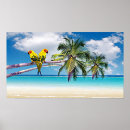 Buscar pájaros tropicales posters Para ellos