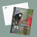 Buscar arrendajo azul postales Observador de aves