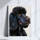 Buscar caniche negro posters Cachorro