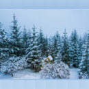 Buscar árboles nevados almacenaje alimentos General y unisex