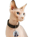 Buscar pelo mascotas Gatos