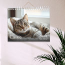 Buscar dueño fotografía Gato