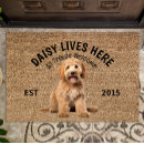 Buscar labradoodle Razas de perros