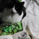 Buscar christmas cat postales Alegre