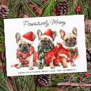 Buscar perro bulldog tarjetas Navidades
