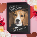 Buscar papel mascotas Foto