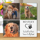 Buscar mascota memoriales fotos Simpatía