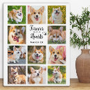 Buscar placa conmemorativa del perro placas fotograbadas Collage de fotos