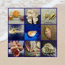 Buscar seashell fotografía Conchas marinas
