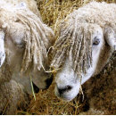 Buscar ovejas cojines Animales de granja