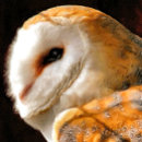 Buscar birds relojes de pared Owls