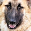 Buscar pastor alemán placas fotograbadas Perros
