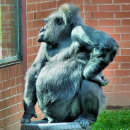 Buscar primates paños de cocina Gorila