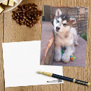 Buscar malamute de alaska postales Lindo
