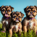 Buscar bruselas tazas Cachorro