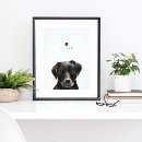 Buscar pata negra posters Para mascotas