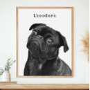 Buscar foto mascotas Cachorro