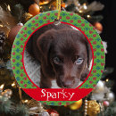 Buscar mascota memoriales 9 º gata