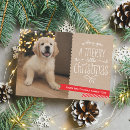 Buscar mascotas tarjetas Perro