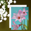 Buscar lirio de pascua postales Lirios