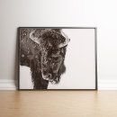 Buscar buffalo arte Wildlife