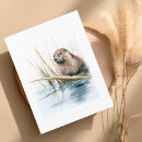 Buscar castor postales Vida silvestre