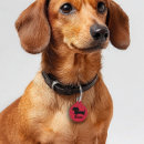 Buscar del weenie perro accesorios Doxie