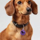 Buscar dachshund mascotas Doxie