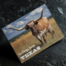 Buscar toro postales Longhorn