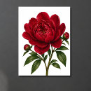 Buscar rojo carmesí posters Flor