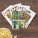Buscar perros barajas de cartas Para mascotas