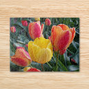 Buscar tulipanes amarillos puzzles Floral