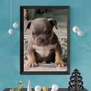 Buscar pit posters Perro