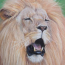 Buscar leones africanos puzzles Animales salvajes