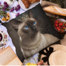 Buscar gato siamés cojines Felino